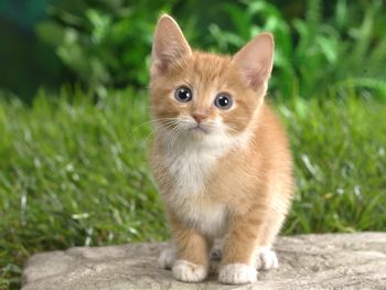Curious Tabby Kitten screenshot