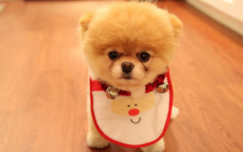 Cute Dog Christmas screenshot