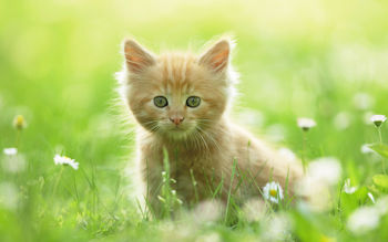 Cute Kitten screenshot