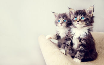 Cute Kittens screenshot