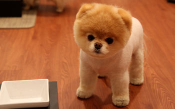 Cute Pomeranian Dog screenshot