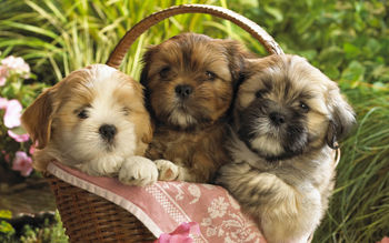 Cute Puppies 2 screenshot