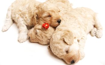 Cute Sleeping Puppies screenshot