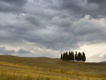 Cypress Trees, Crete, Tuscany, Italy screenshot