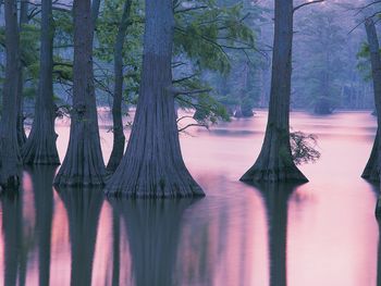 Cypress Trees, Horseshoe Lake Conservation Area, Illinois screenshot