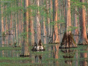 Cypress Trees South Carolina screenshot