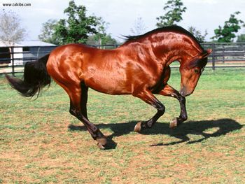 Dadivoso Andalusian Stallion Horse screenshot