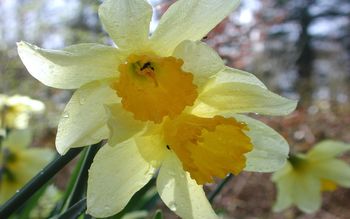 Daffodils screenshot