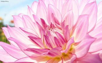 Dahlia Pink Informal screenshot