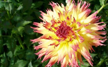 Dahlia Pink-tip-yellow Cactus screenshot