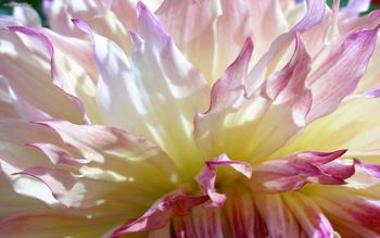 Dahlia Pinkedge Informal Cu screenshot