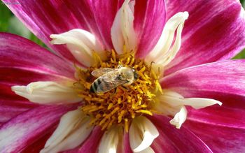 Dahlia Red Double Bee screenshot