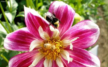 Dahlia Red Double Bumblebee screenshot