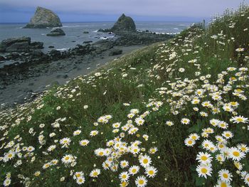 Daisies And Sea Stacks, Redwood National Park, California screenshot