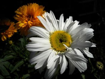 Daisy Flower screenshot