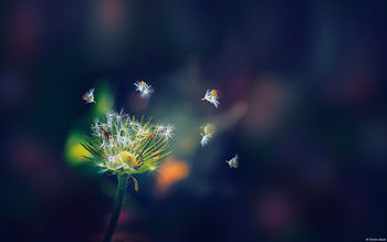 Dandelion Flies screenshot