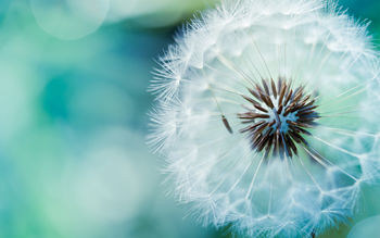 Dandelion Flower screenshot