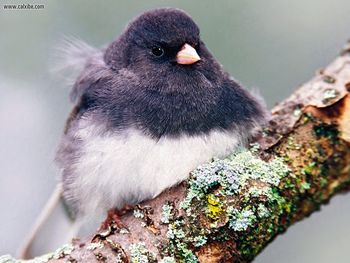 Dark Eyed Junco screenshot