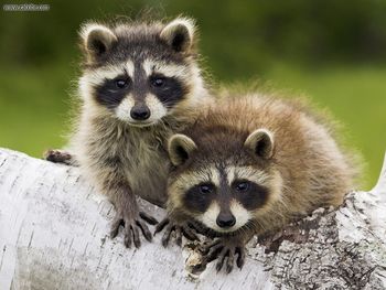 Day Of File Of Young Raccoons Minnesota screenshot