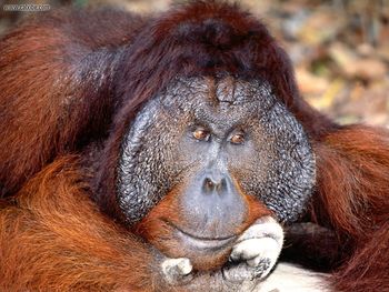 Daydreaming Bornean Orangutan screenshot