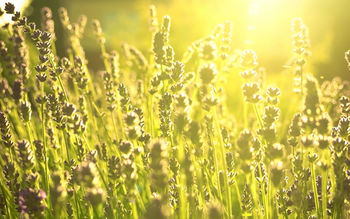Daylight Green Fields screenshot