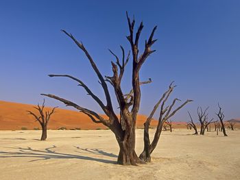 Dead Vlei, Sossuvlei National Park Namibia, Africa screenshot