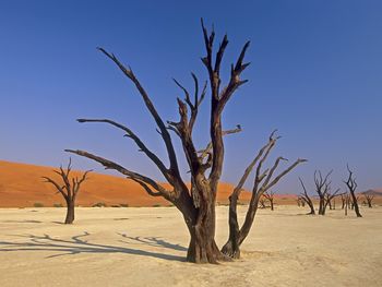 Dead Vlei, Sossuvlei National Park Namibia, Africa screenshot