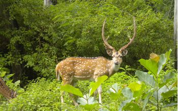 Deer, Corbett Park screenshot