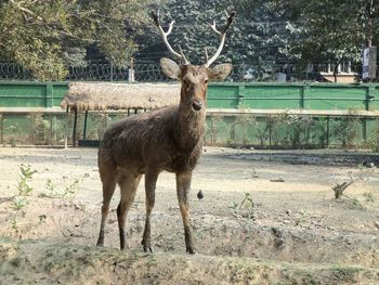 Deer, Culcutta screenshot