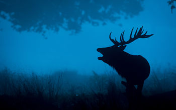 Deer Silhouette 4K screenshot