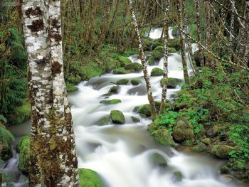 Delta Creek And Alders Siskiyou National Forest Oregon screenshot