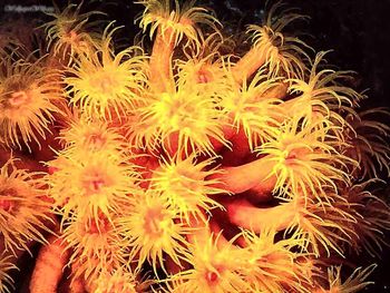 Dendrophyliid Coral screenshot
