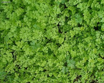 Deschutesriver Gordoncreek Greenery screenshot