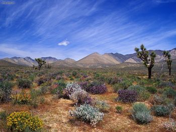 Desert Bloom California Desert Conservation Area screenshot