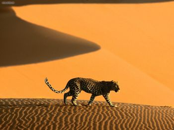 Desert Passage Sossusvlei Park Namibia Africa screenshot