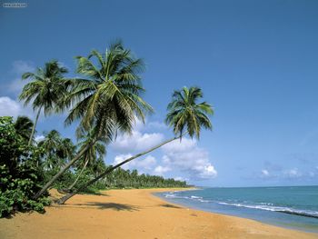 Deserted Beach Puerto Rico screenshot