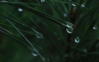 Dew On Pine Tree screenshot