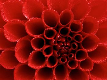 Dew tipped Red Dahlia screenshot