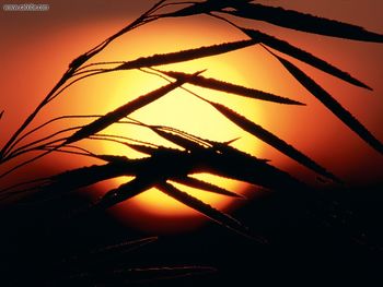 Dewy Meadow Sunrise Oakland County Michigan screenshot