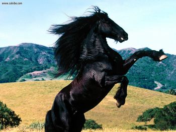 Diablo Friesian Horse screenshot