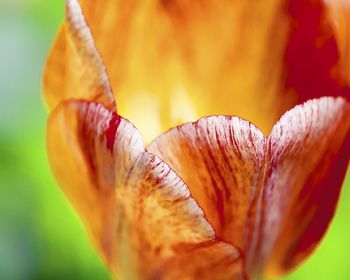 Different Flower screenshot