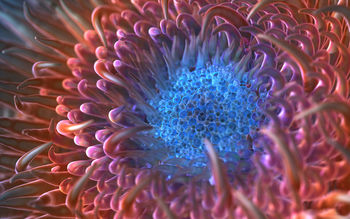 Digital Anemone Flower screenshot
