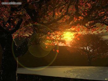 Digital Art Sunset Through Trees screenshot