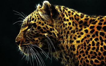 Digital Leopard screenshot