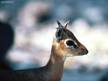 Dik Dik Male screenshot