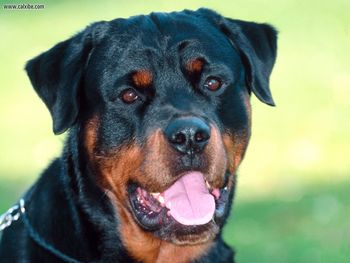 Dillon Rotweiler Dog screenshot