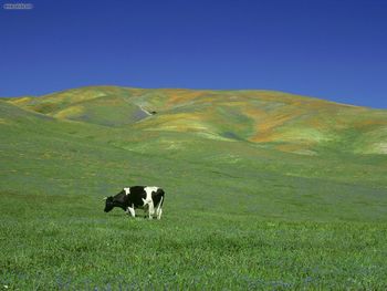 Dining Alfresco Holstein Bull screenshot