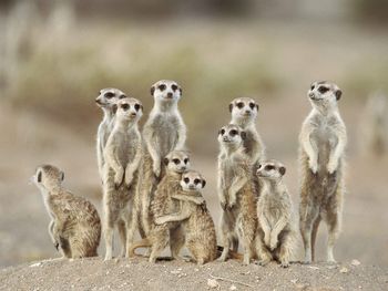 Directions, Meerkats, Kgalagadi Desert, Namibia, Africa screenshot