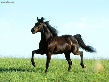 Distant Thunder Missouri Foxtrotter Horse screenshot