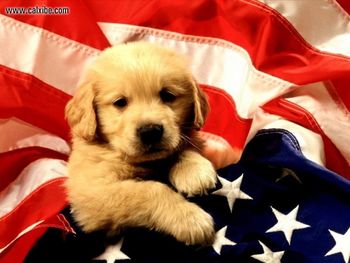 Dog And American Flag screenshot